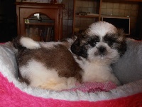 du saleys - Shih Tzu - Portée née le 01/08/2014